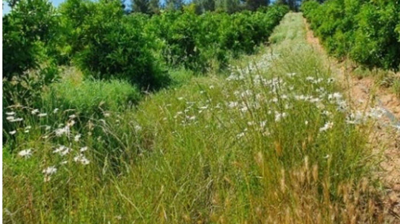 Biodiversidad funcional para el control de plagas en huertos de cítricos