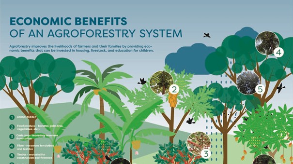 Beneficios económicos de un sistema agroforestral