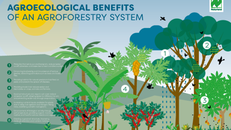 Beneficios agroecológicos de un sistema agroforestral