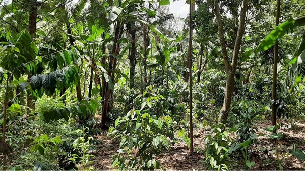 Benefits of agroforestry