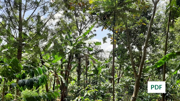 Beneficios de la agroforestería