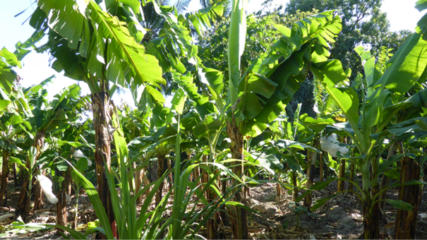 Banana – Cultivation Guidelines 