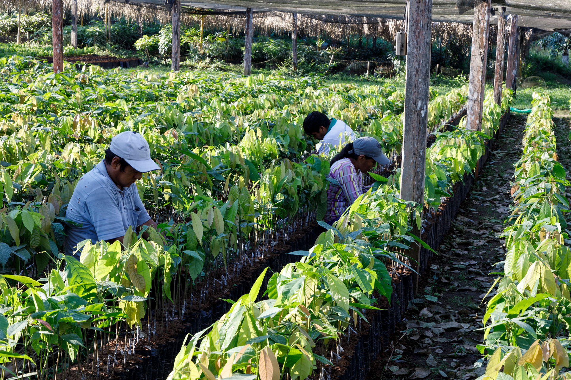 Naturland Briefing Paper: The impact of climate change and heat on the world of work