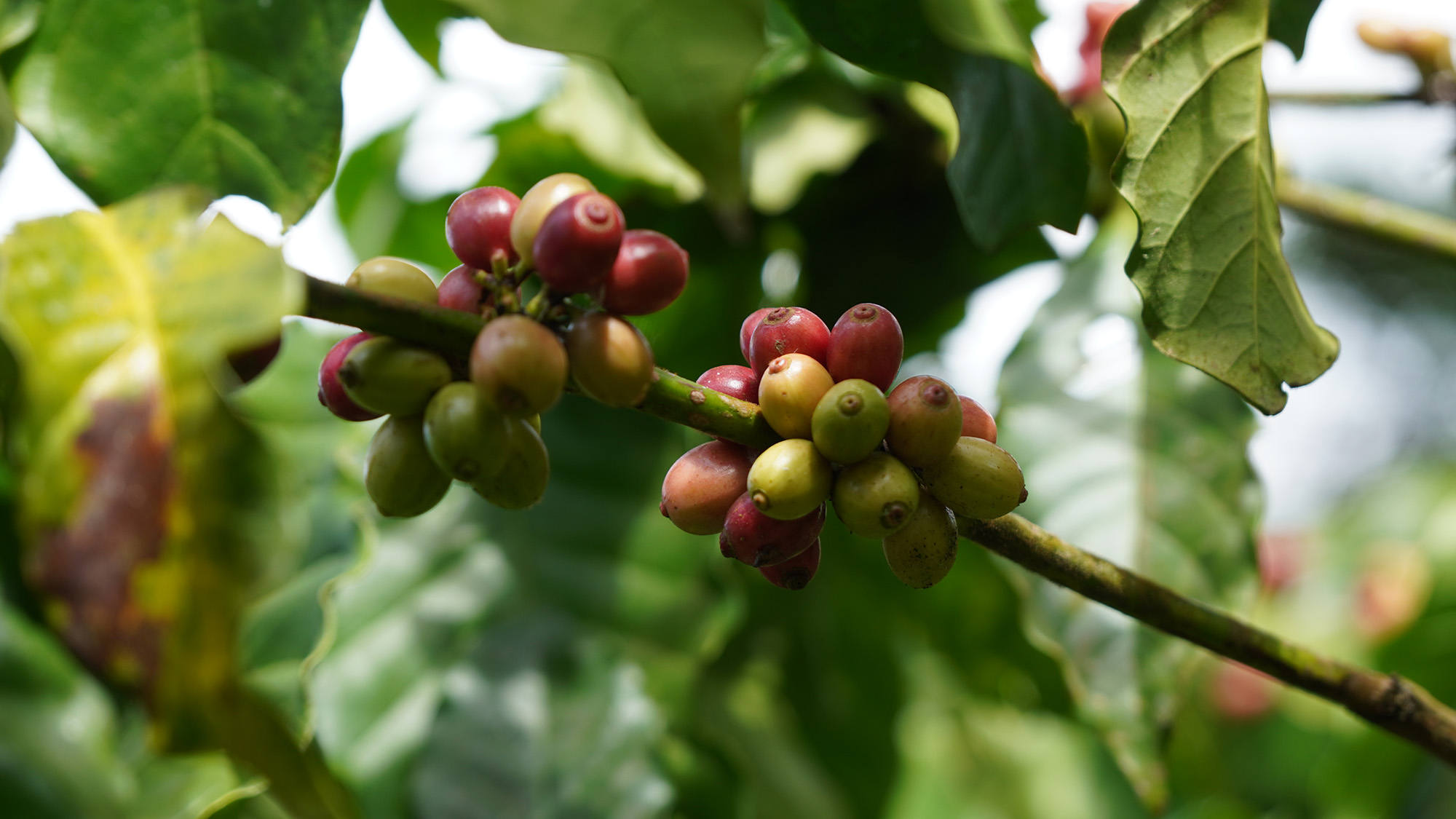 Growing Coffee for a Sustainable Future: Agroforestry and Organic Principles