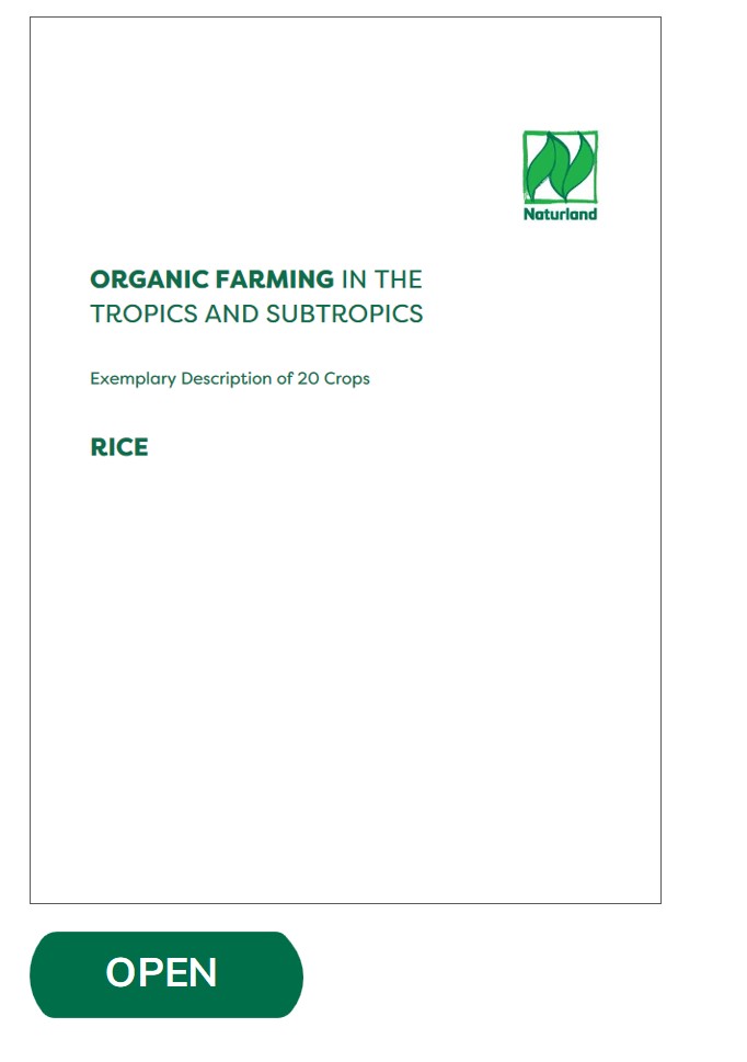 rice production business plan pdf