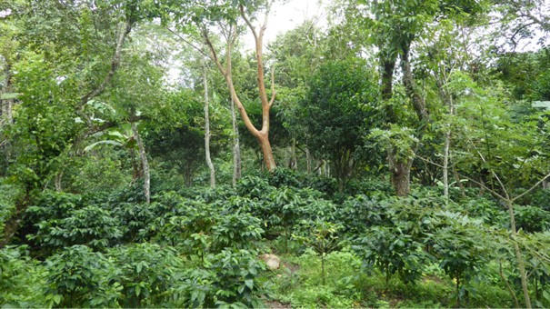 Basic principles of organic farming