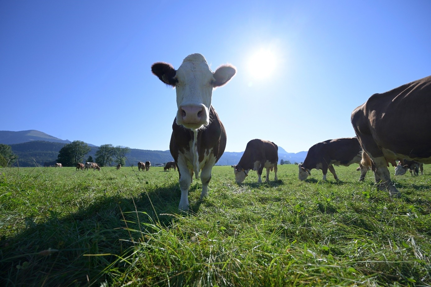 Climate and organic farming – an introduction 