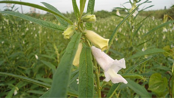 Ajonjolí – Guía de cultivo