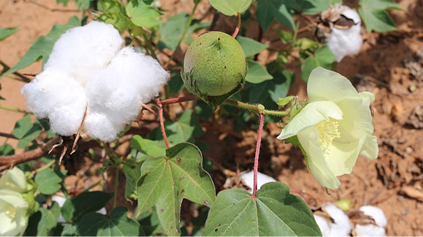 Algodón – Guía de cultivo