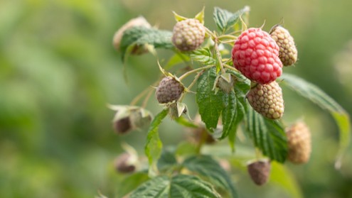 Clovergrass mixture sown into strawberries and raspberries
