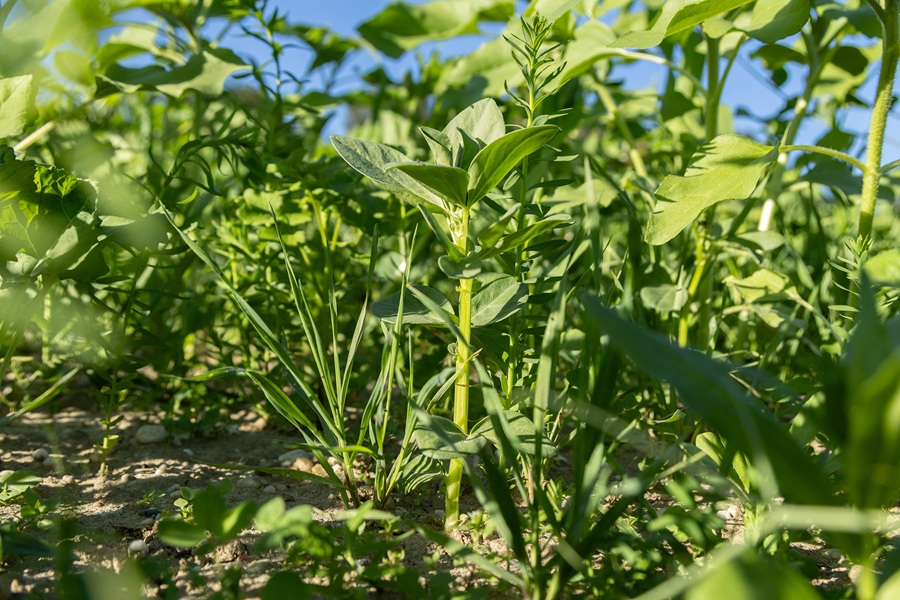 Cover Crops: Their Role in Climate Change Mitigation and Practical Application