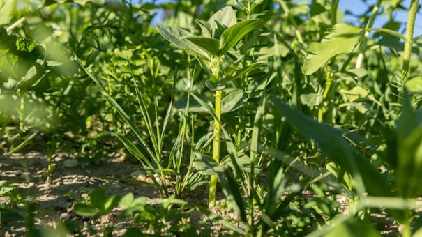 Cover Crops: Their Role in Climate Change Mitigation and Practical Application