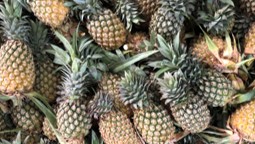 Cultivation of Pineapple
