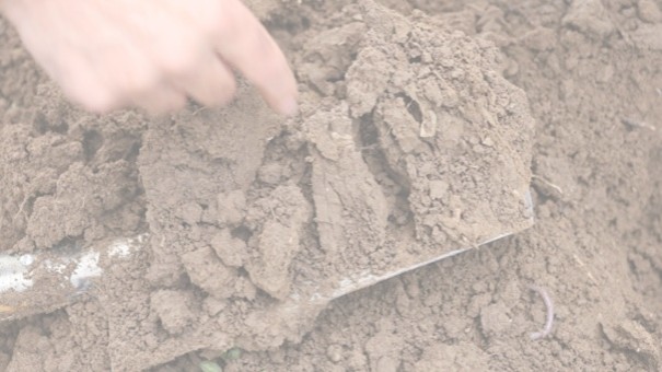 How to increase C-balances on Livestock-free organic farms