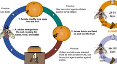 Benefical Insects for Pest Control in citrus orchards