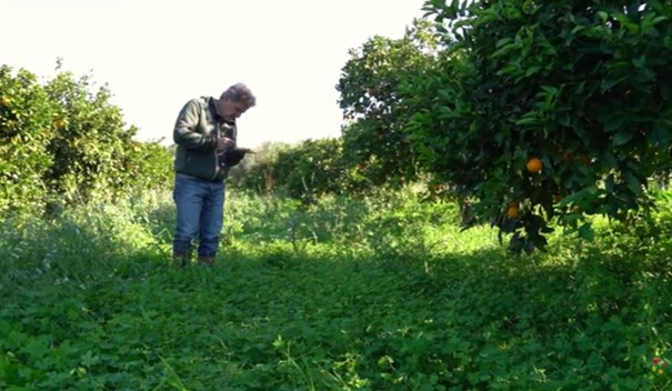 Biocontrol in Organic Citrus Groves: Aonidiella aurantii/Aphytis and Planococcus citri/Cryptolaemus
